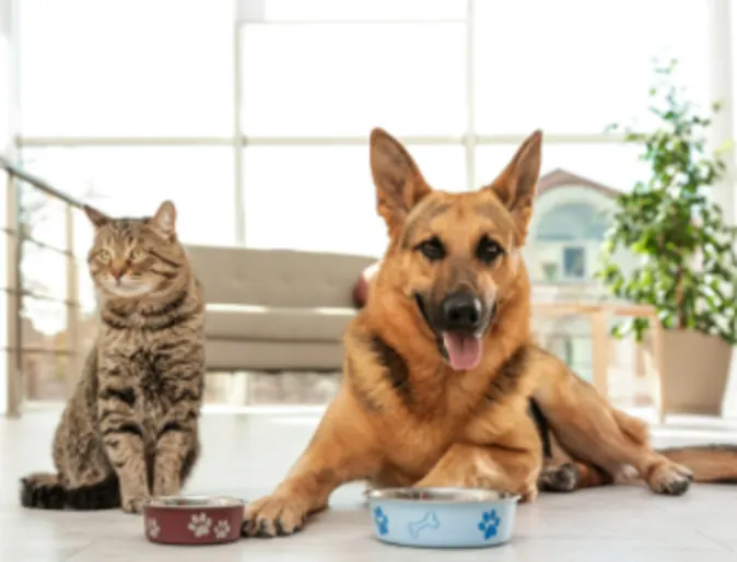 Dog and Cat with Food Bowls